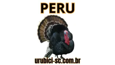 Palpite Jogo do Bicho de Hoje dia 11-09-2024 Noite