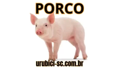 Palpite Jogo do Bicho de Hoje dia 11-09-2024 Tarde