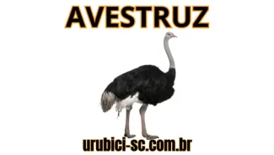 Palpite Jogo do Bicho de Hoje dia 12-09-2024