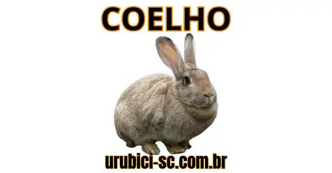 Palpite Jogo do Bicho de Hoje dia 13-09-2024