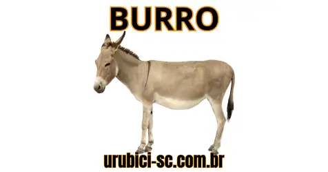 Palpite Jogo do Bicho de Hoje dia 17-09-2024 Noite