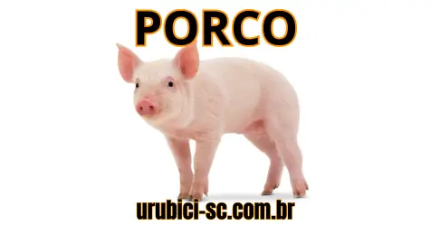 Palpite Jogo do Bicho de Hoje dia 20-09-2024 Noite