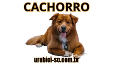 Palpite Jogo do Bicho de Hoje dia 23-09-2024 Tarde