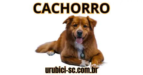 Palpite Jogo do Bicho de Hoje dia 23-09-2024 Tarde Palpite Jogo do Bicho de Hoje dia 23-09-2024 Tarde