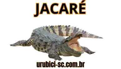 Palpite Jogo do Bicho de Hoje dia 24-09-2024