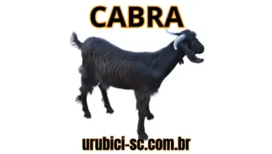 Palpite Jogo do Bicho de Hoje dia 25-09-2024