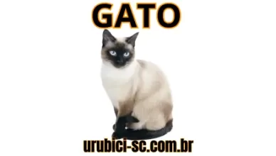 Palpite Jogo do Bicho de Hoje dia 26-09-2024