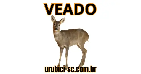 Palpite Jogo do Bicho de Hoje dia 27-09-2024 Tarde