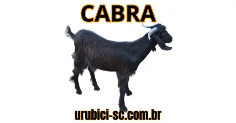 Palpite Jogo do Bicho de Hoje dia 28-09-2024