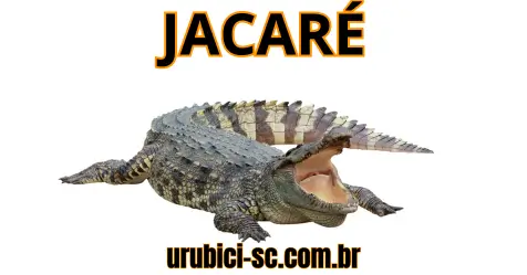 Palpite Jogo do Bicho de Hoje dia 05-10-2024 Noite