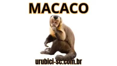 Palpite Jogo do Bicho de Hoje dia 13-10-2024 Noite