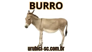 Palpite Jogo do Bicho de Hoje dia 15-10-2024