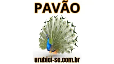 Palpite Jogo do Bicho de Hoje dia 16-10-2024 Noite