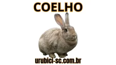 Palpite Jogo do Bicho de Hoje dia 14-10-2024