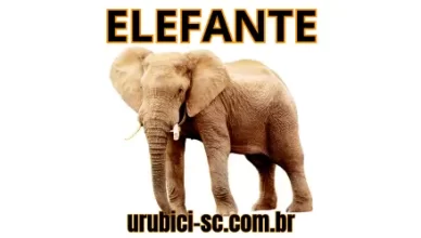 Palpite Jogo do Bicho de Hoje Dia 16-10-2024